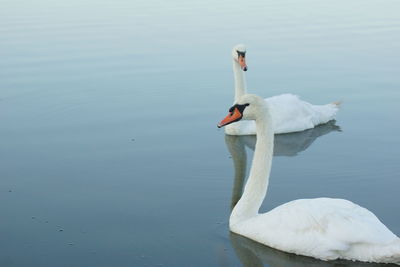 View of swan swimming in lake