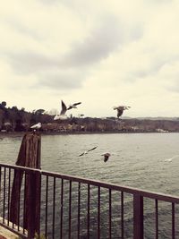 Seagulls flying over sea against sky