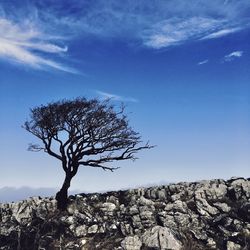 Tree on rock against sky