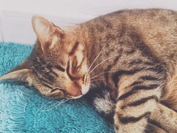 Close-up of ginger cat sleeping