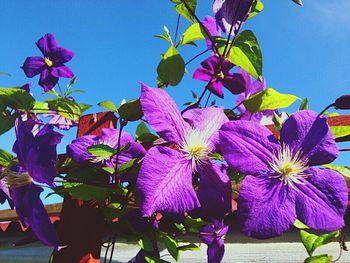 Close-up of pink flowers blooming outdoors