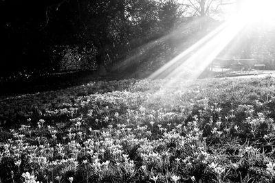 Sun shining through trees