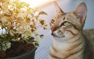 Close-up of cat on potted plant