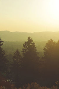 Scenic view of forest against clear sky