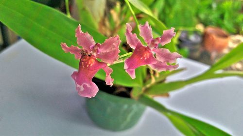 Close-up of water drops on plant