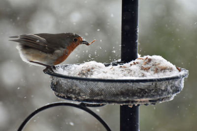 Close-up of bird perching on snow