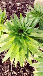 Close-up of leaves