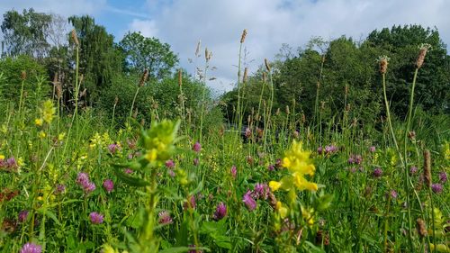 View of plants against cloudy sky