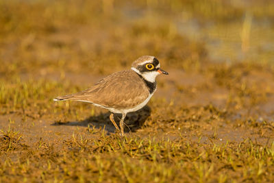 Side view of a bird on land