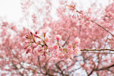 Close-up of cherry blossom