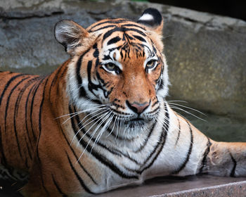 Close-up portrait of a tiger