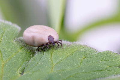 Close-up of snail on leaf