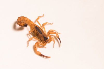 High angle view of insect on white background