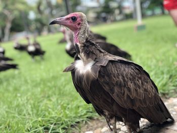 Close-up of vulture 