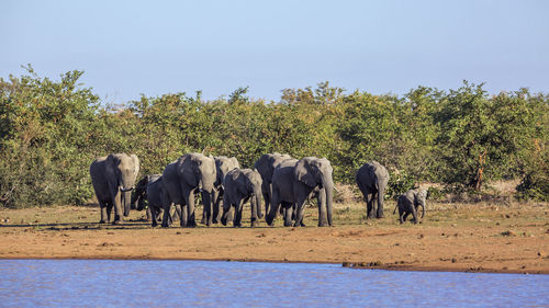 Horses in a field against clear sky