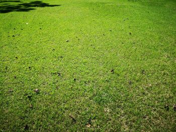 High angle view of grass on field