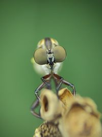 green background