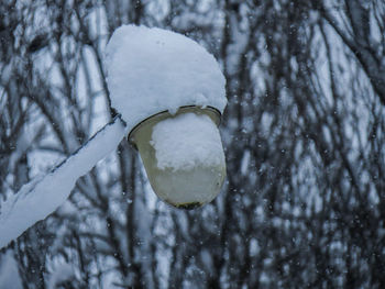 Close-up of frozen tree during winter