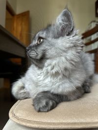 animal