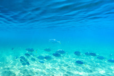 View of jellyfish in sea