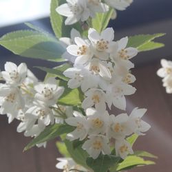 Close-up of white flowers