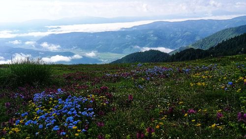 Purple flowering plants on land against mountains