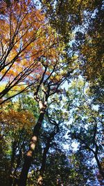 Low angle view of tree in forest against sky