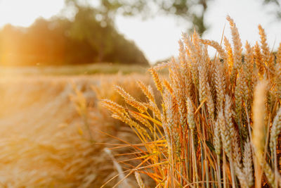 Close-up of wheat growing on field against sky