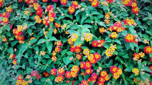 Close-up of colorful flowers in garden
