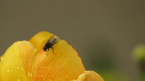 Close-up of insect on yellow flower