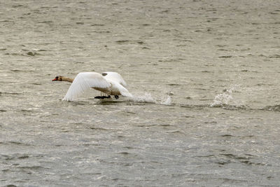 Swan in a sea