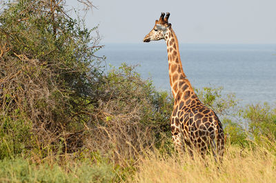 Giraffe standing on grassy field