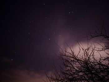 Low angle view of tree against sky at night