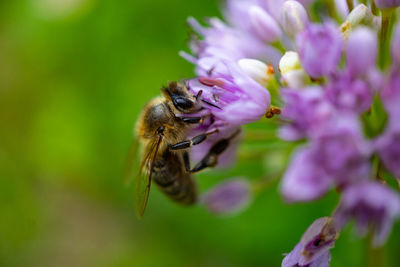 Close-up of bee pollinating on purple flower