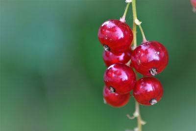 Close-up of cherries in water