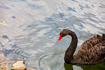 High angle view of swan swimming in lake