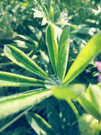 Close-up of fresh green plant