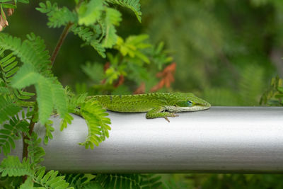 Close-up of a lizard on tree