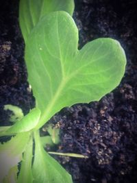 Close-up of fresh green plant