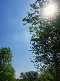 Low angle view of tree against sky on sunny day