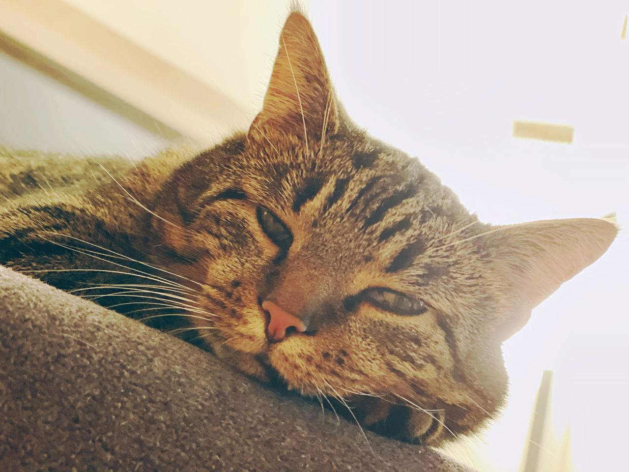 CLOSE-UP OF A RELAXED CAT