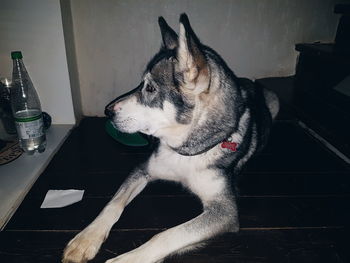 Close-up of dog