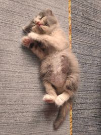 High angle view of cat sleeping