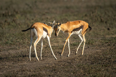 Two thomson gazelle fighting on grassy plain