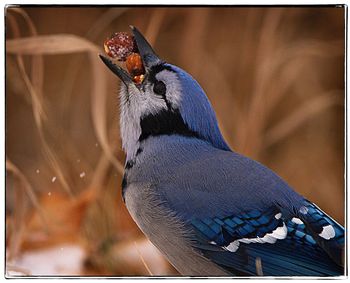 Close-up of bird perching outdoors