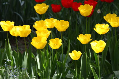 Close-up of yellow daffodil flowers