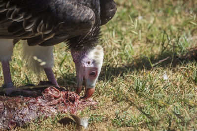 Close-up of a bird eating grass