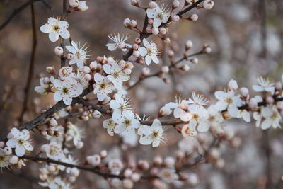 Close-up of white cherry blossom tree
