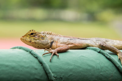 Close-up of lizard