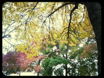 Low angle view of trees